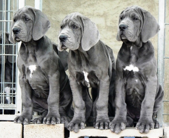 Cachorros de Dogo Alemán de Casalbero